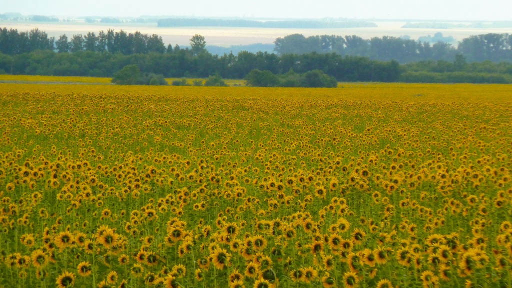 Päevalilled (seljaga meie poole). Sunflowers (with backs towards us)